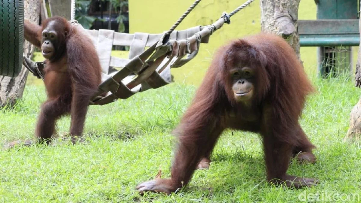 Orangutan di Kebun Binatang Surabaya