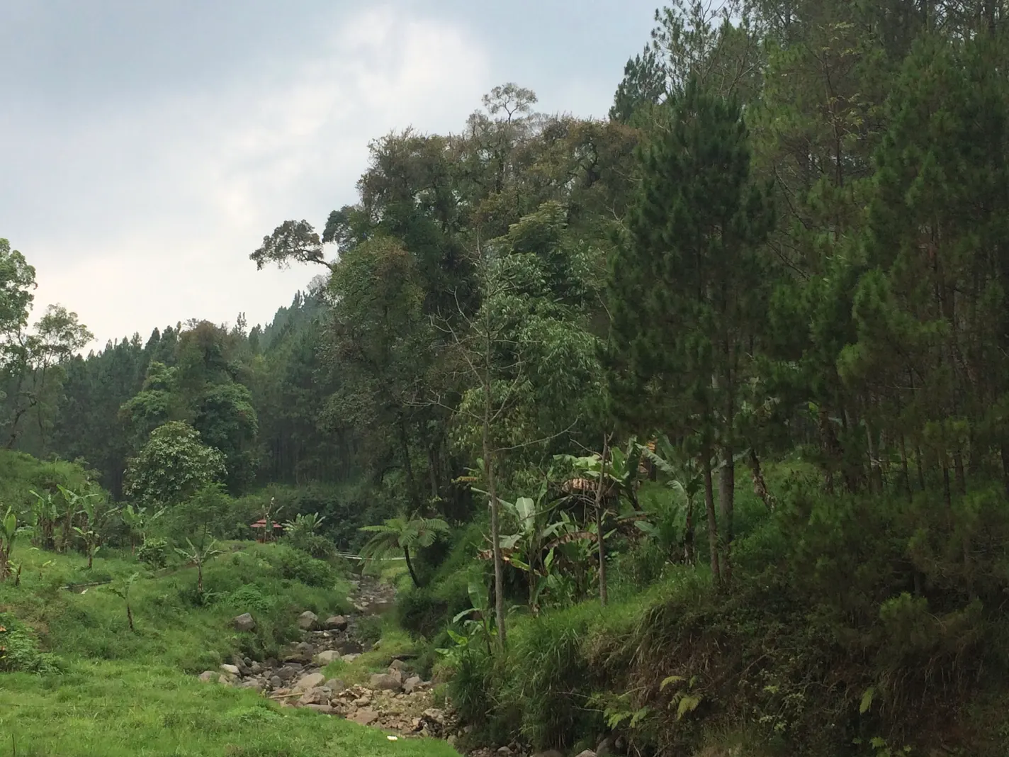 Hutan pinus dan aliran sungai di kawasan Coban Talun, Bumiaji, Kota Batu