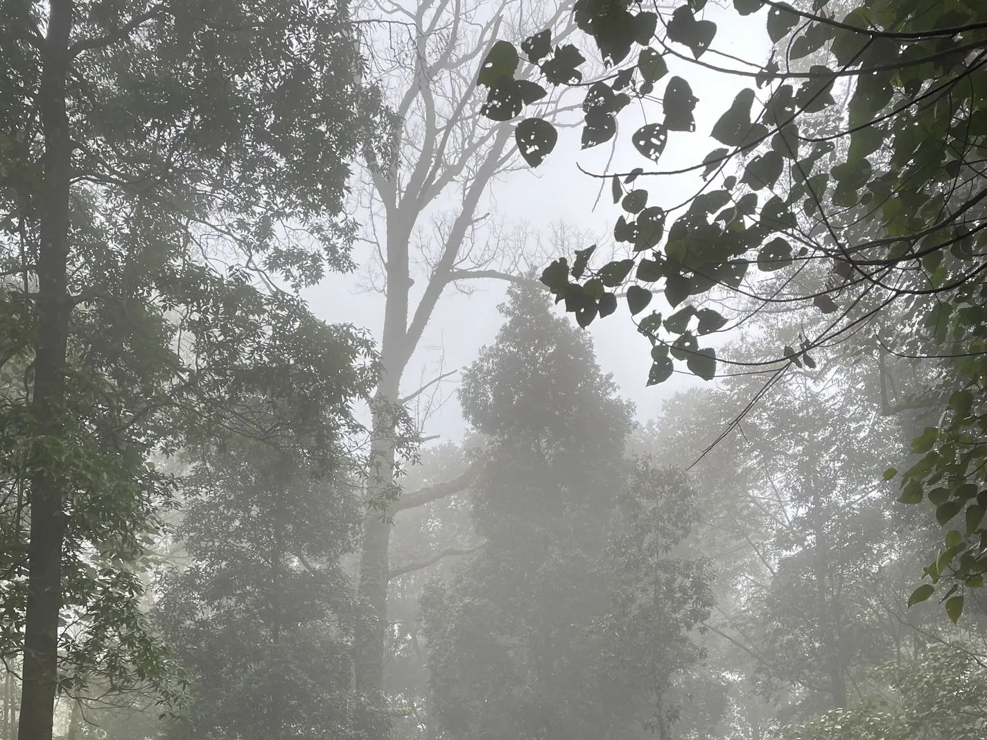 Hutan berkabut di jalur pendakian Budug Asu, Singosari, menuju area camping