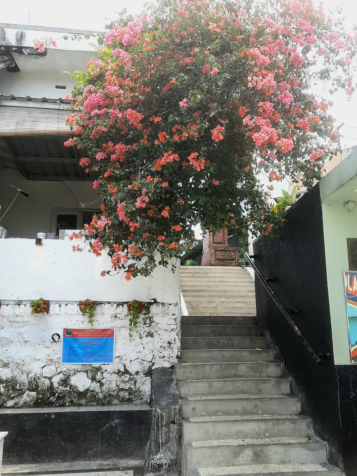 Tangga di Kampung Kayutangan dengan bunga bugenvil pink menjuntai di atas dinding putih