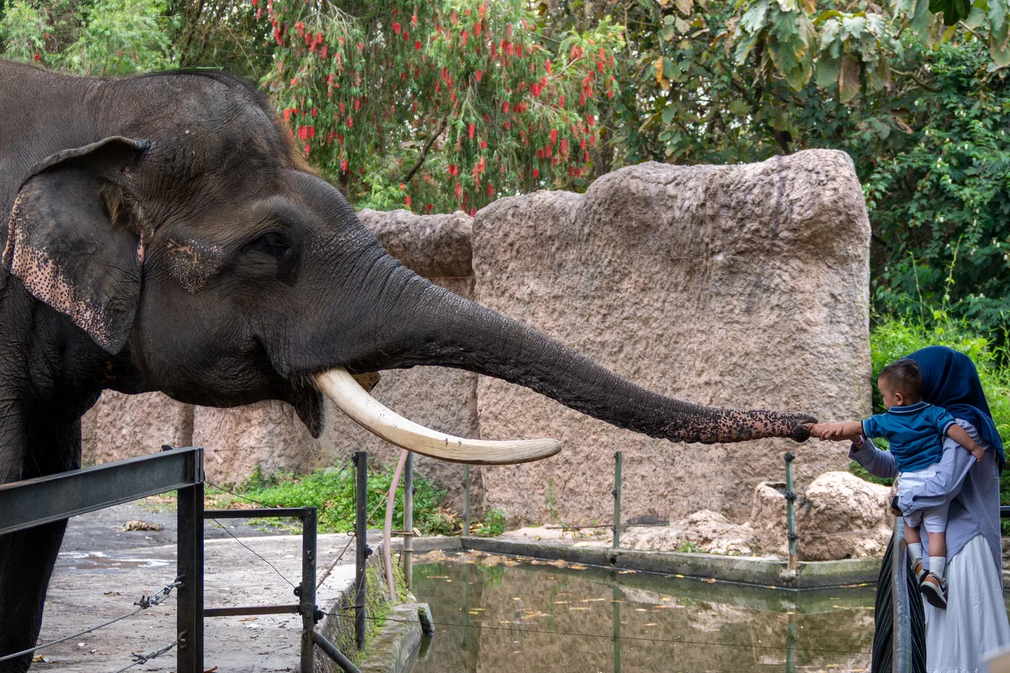 Gajah menjulurkan belalai ke arah anak kecil yang digendong ibunya di tepi kandang kebun binatang
