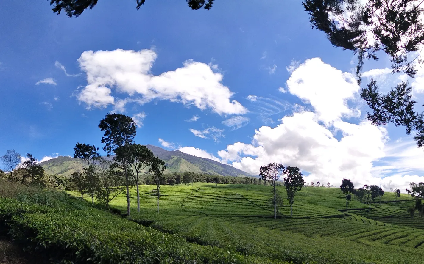 Hamparan Kebun Teh Wonosari Lawang dengan Gunung Arjuno di bawah langit biru