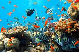 Foto suasana kehidupan bawah laut di Blue Lagoon Padangbai yang kaya biota