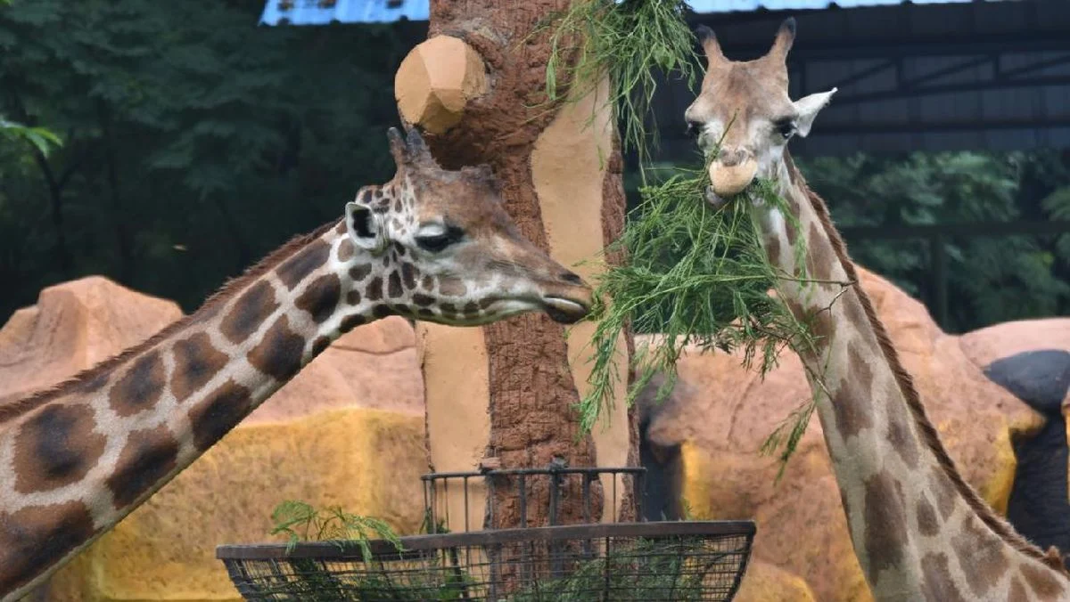 Jerapah di Kebun Binatang Surabaya