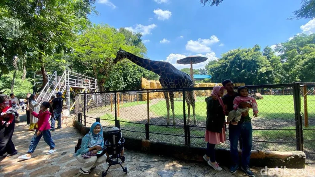 pengunjung befoto dengan latar belakang jerapah di Kebun Binatang surabaya